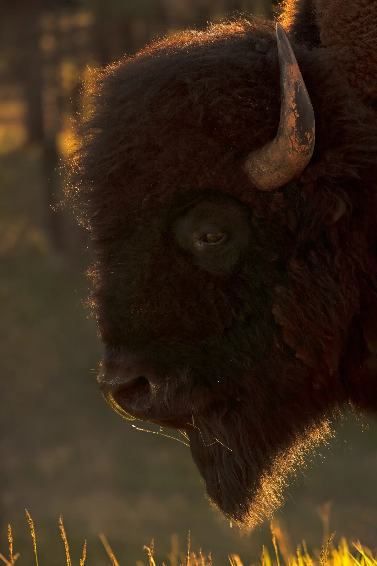 Bison: fine art wild america photograph by J Grigg