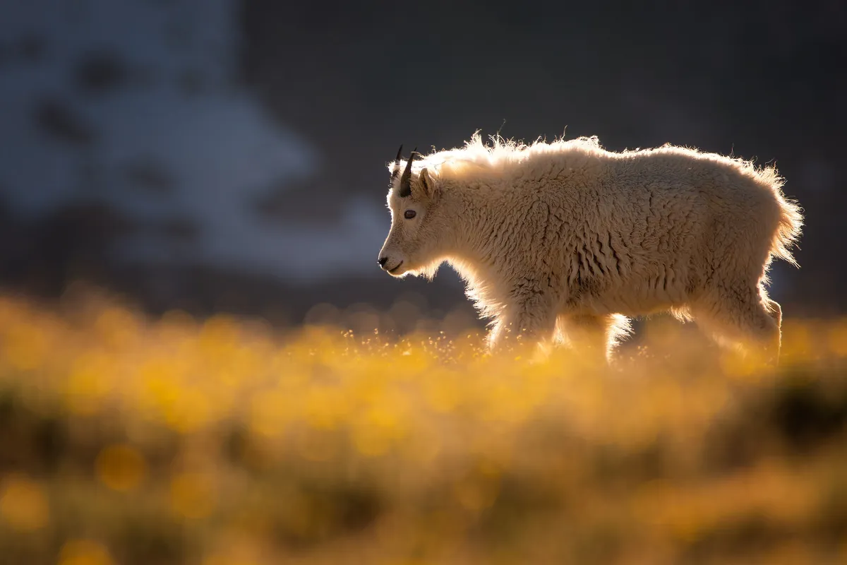 Mountain Goat: fine art wild america photograph by J Grigg