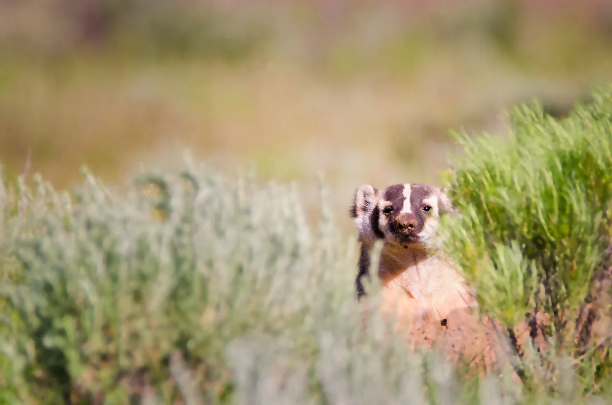 Badger: fine art wild america photograph by J Grigg
