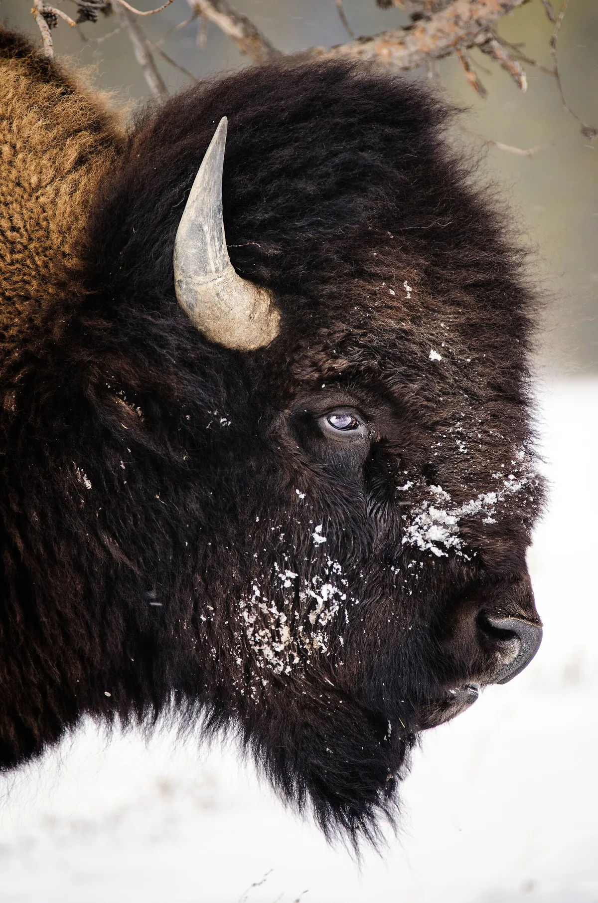 Bison Portrait Winter: fine art wild america photograph by J Grigg