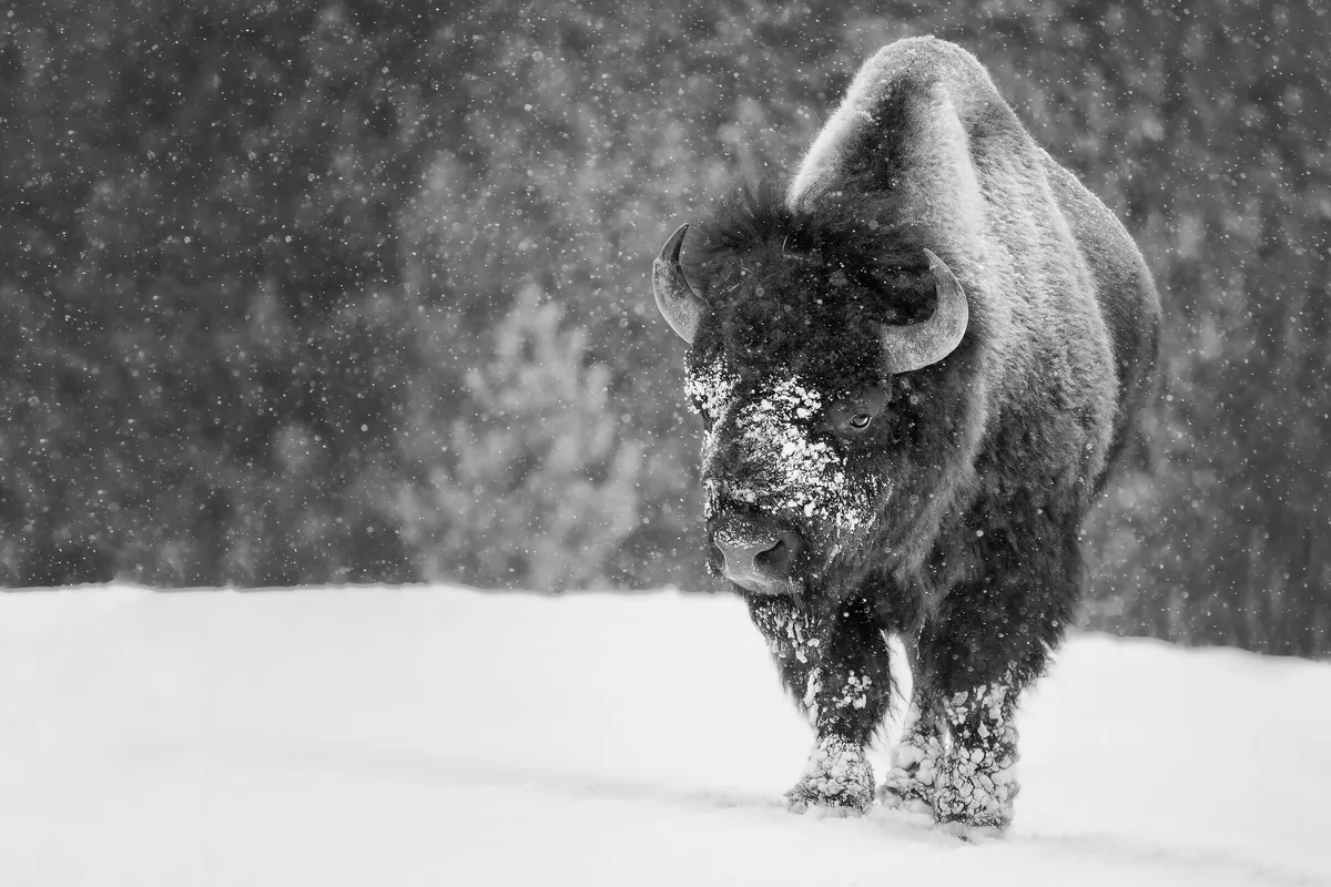 Bison: fine art wild america photograph by J Grigg