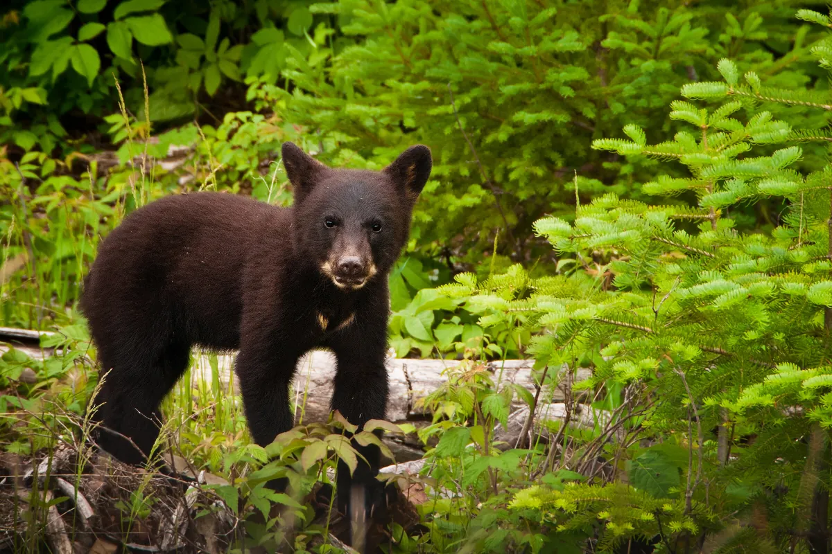 Black Bear Cub: fine art wild america photograph by J Grigg
