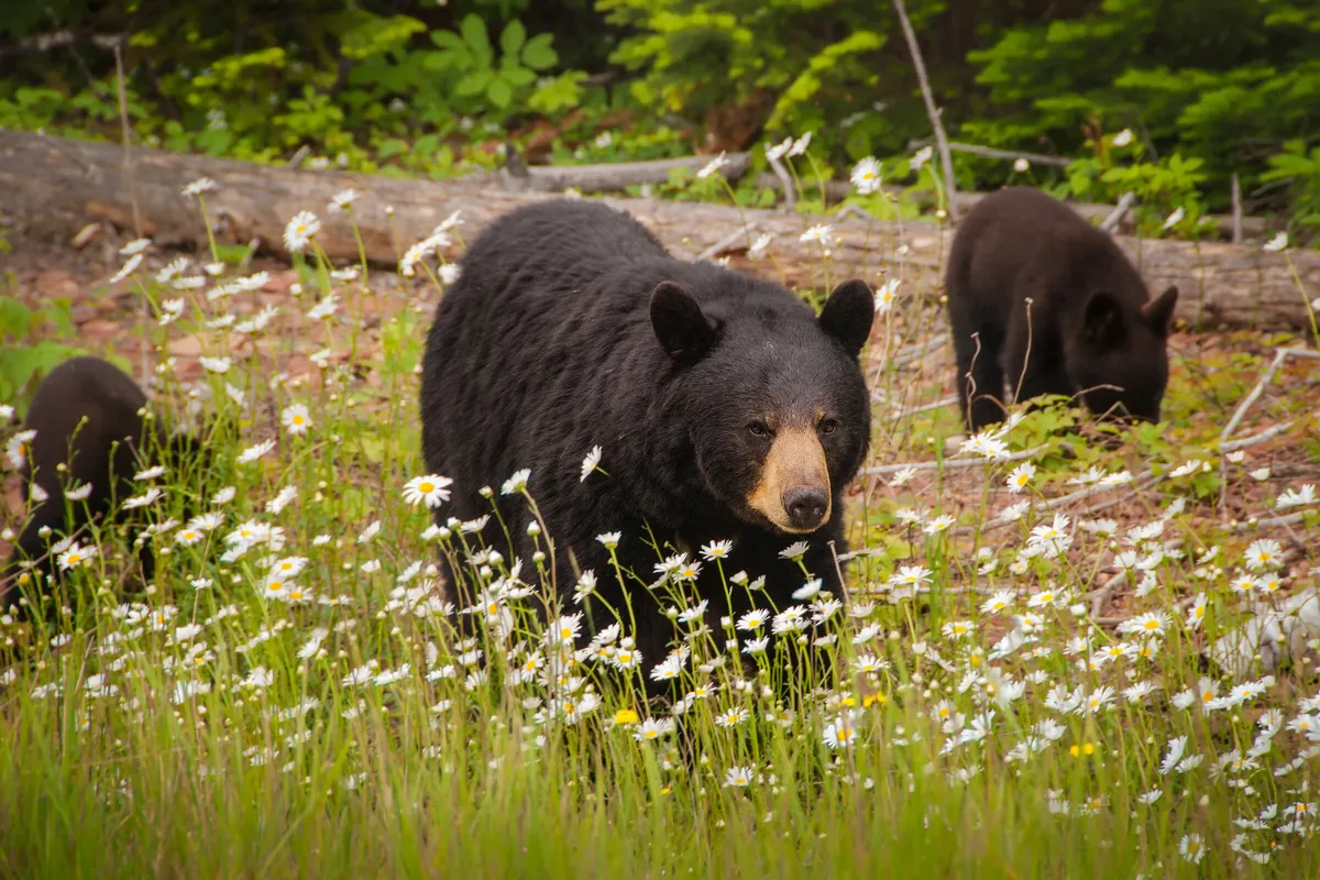 Black Bear Mother With Cubs: fine art wild america photograph by J Grigg