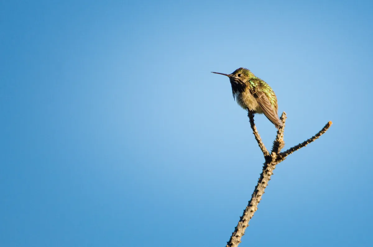 Broad Tailed Hummingbird: fine art wild america photograph by J Grigg