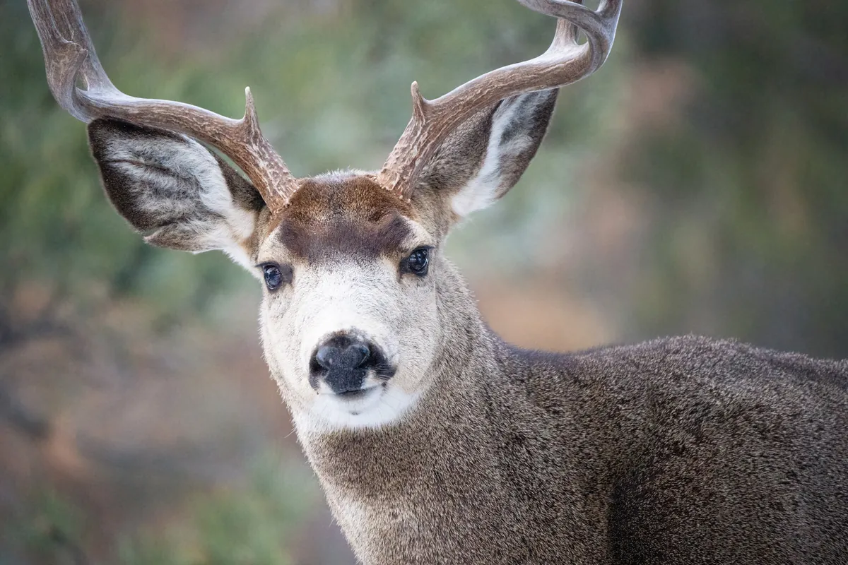Mule Deer Buck: fine art wild america photograph by J Grigg