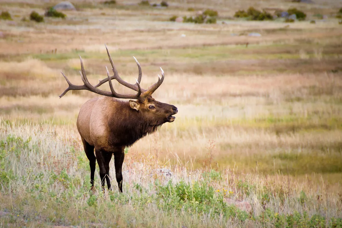 Bugling Bull Elk: fine art wild america photograph by J Grigg