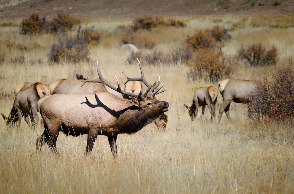 Bull Elk Harem: fine art wild america photograph by J Grigg