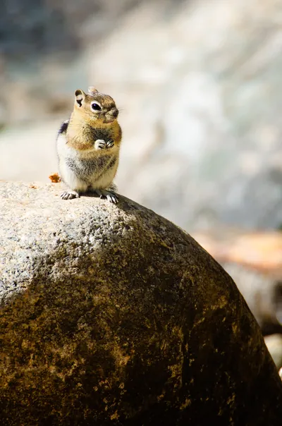 Chipmunk: fine art wild america photograph by J Grigg