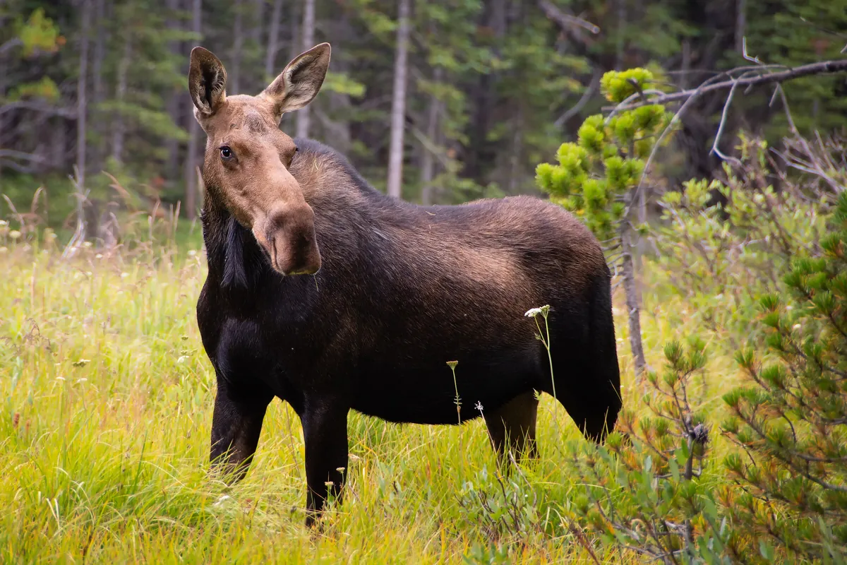 Cow Moose: fine art wild america photograph by J Grigg