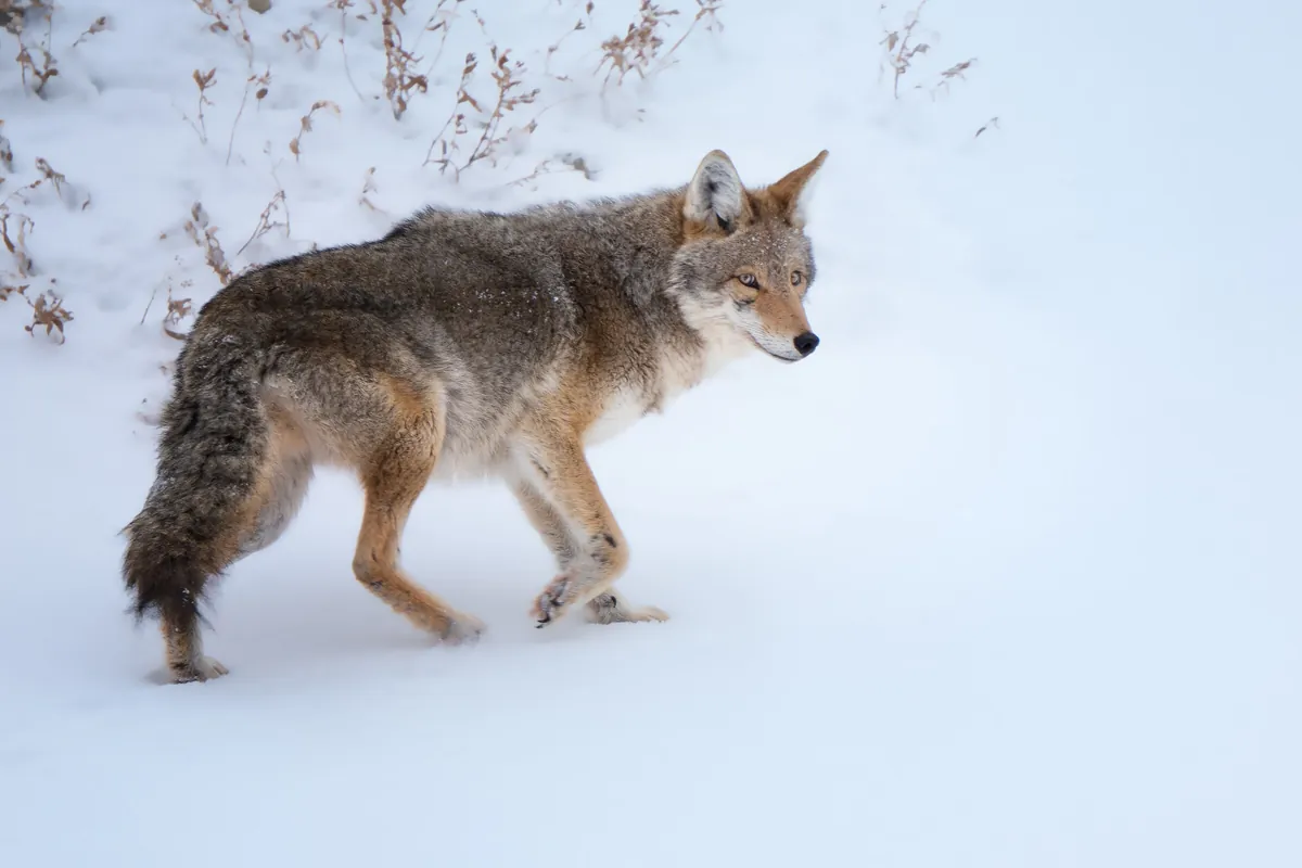 Coyote: fine art wild america photograph by J Grigg