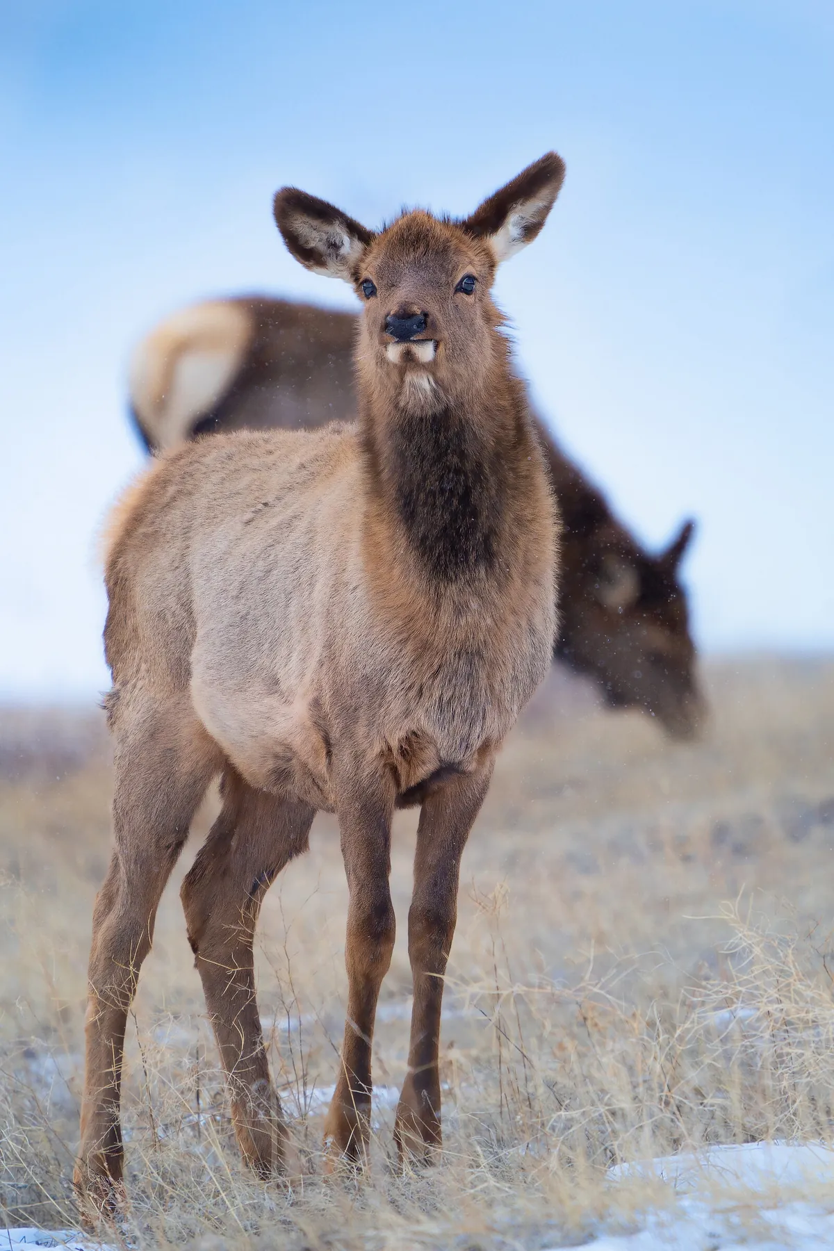 Elk Calf: fine art wild america photograph by J Grigg