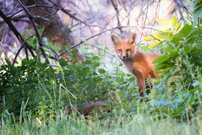 Red Fox Pup: fine art wild america photograph by J Grigg