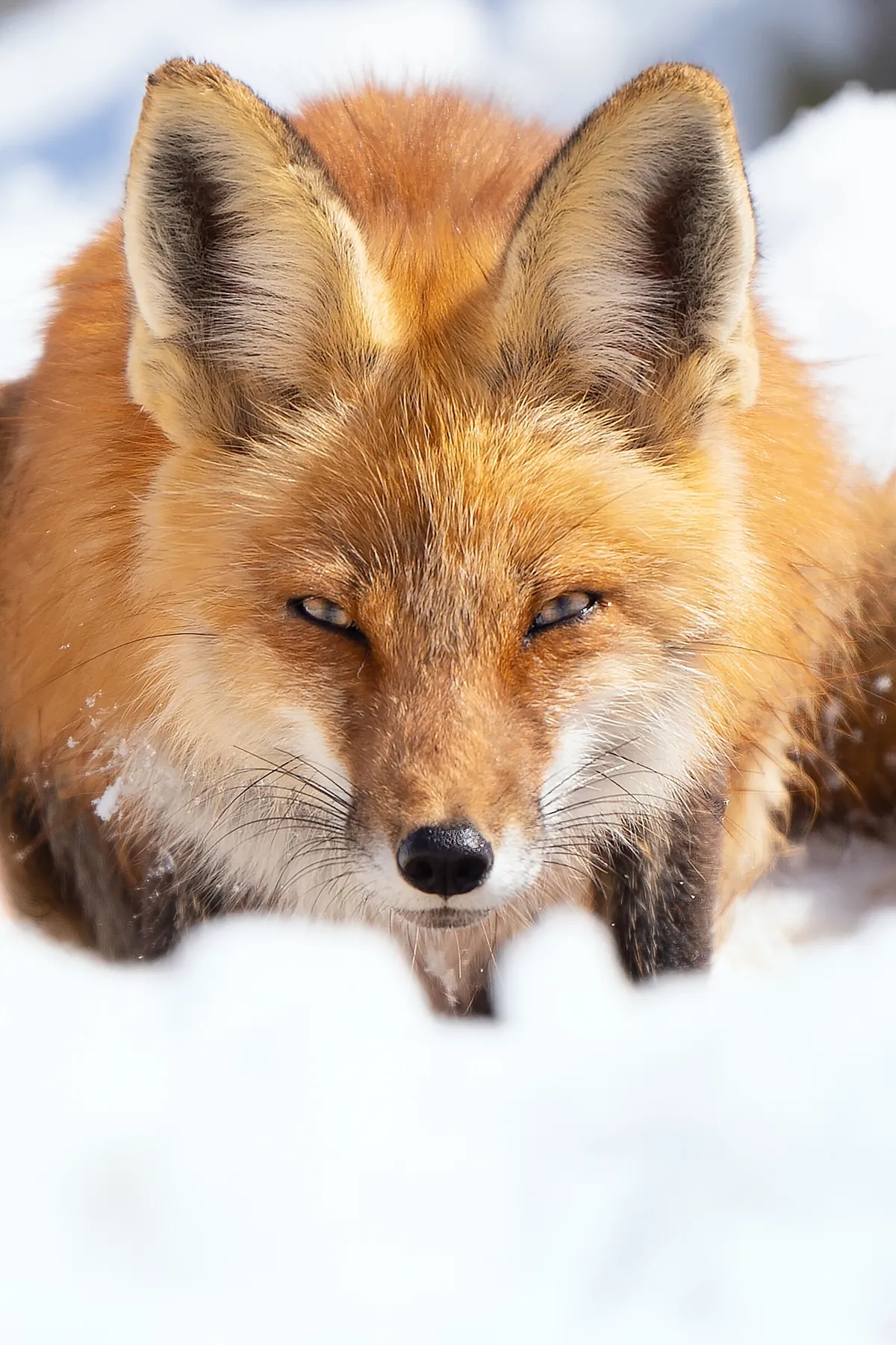 Red Fox: fine art wild america photograph by J Grigg