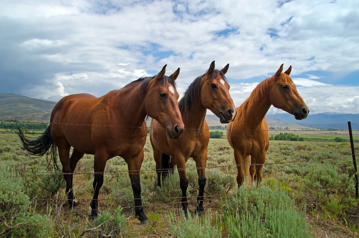 Horses: fine art wild america photograph by J Grigg
