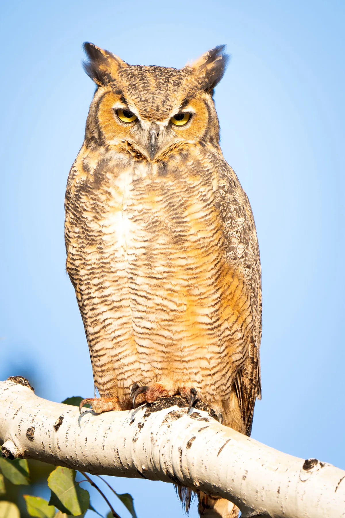 Great Horned Owl: fine art wild america photograph by J Grigg