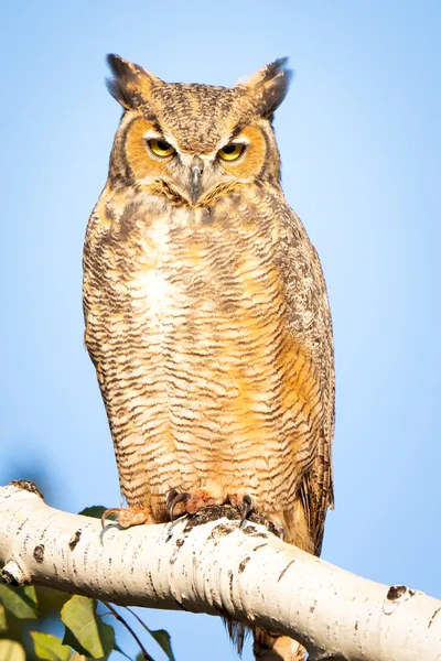 Great Horned Owl: fine art wild america photograph by J Grigg