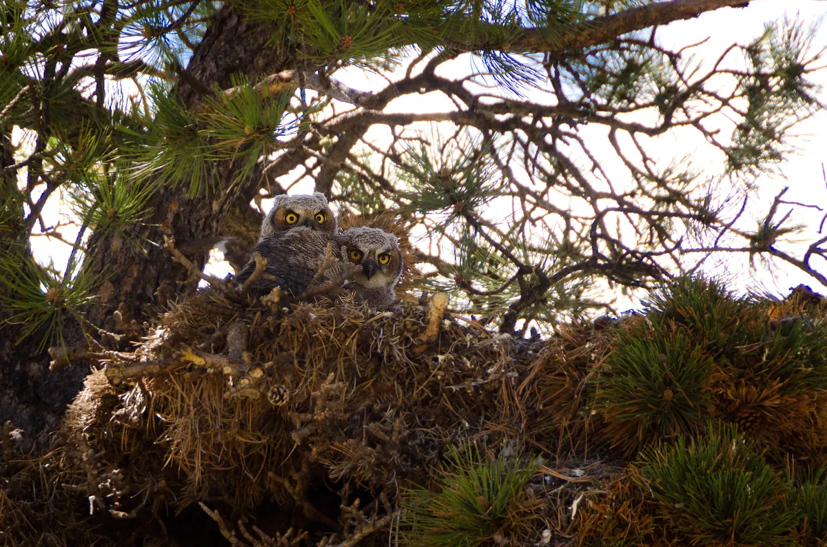 Great Horned Owlets: fine art wild america photograph by J Grigg
