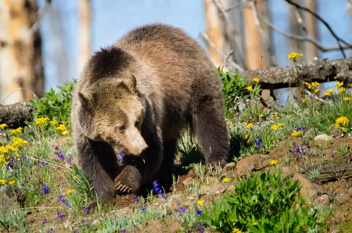 Grizzly Bear: fine art wild america photograph by J Grigg