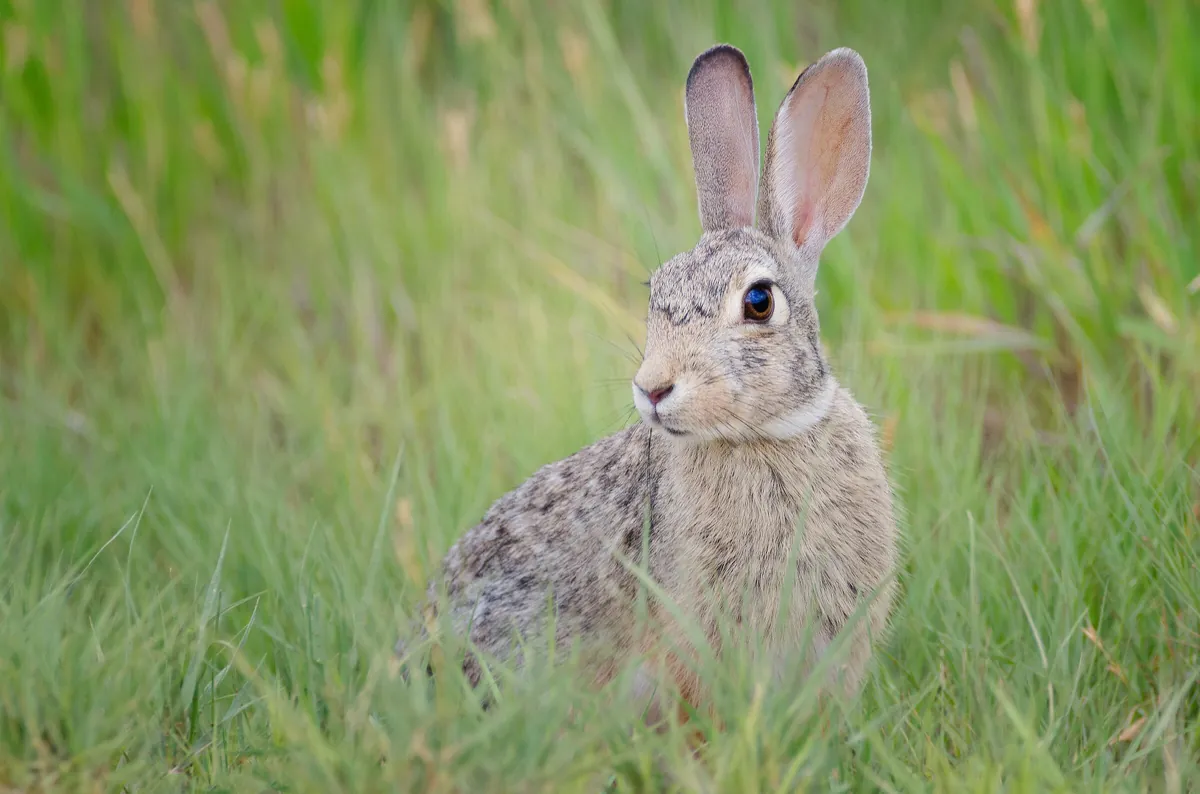 Jack Rabbit: fine art wild america photograph by J Grigg