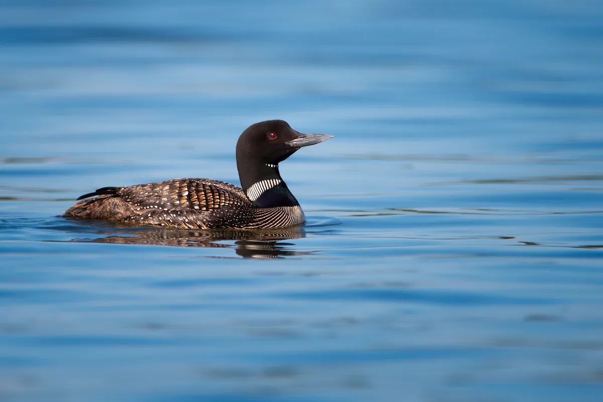 Loon: fine art wild america photograph by J Grigg