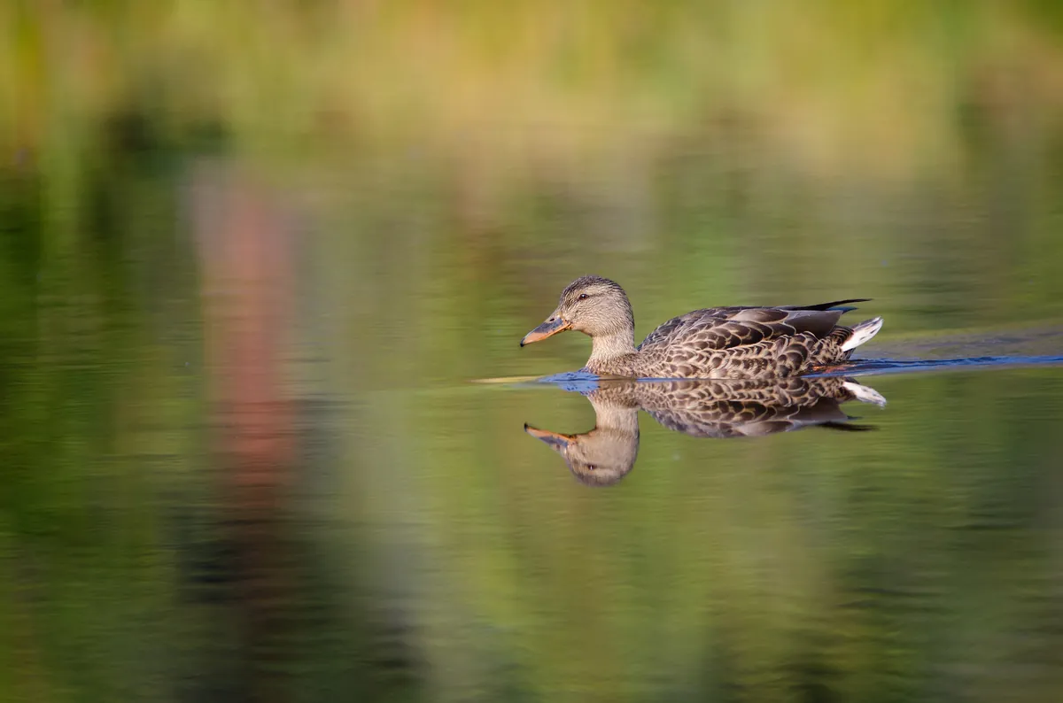 Mallard Duck: fine art wild america photograph by J Grigg
