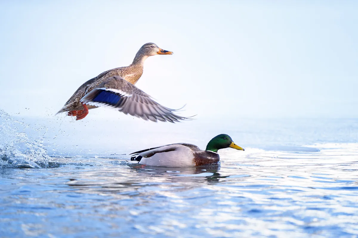 Mallard Ducks: fine art wild america photograph by J Grigg