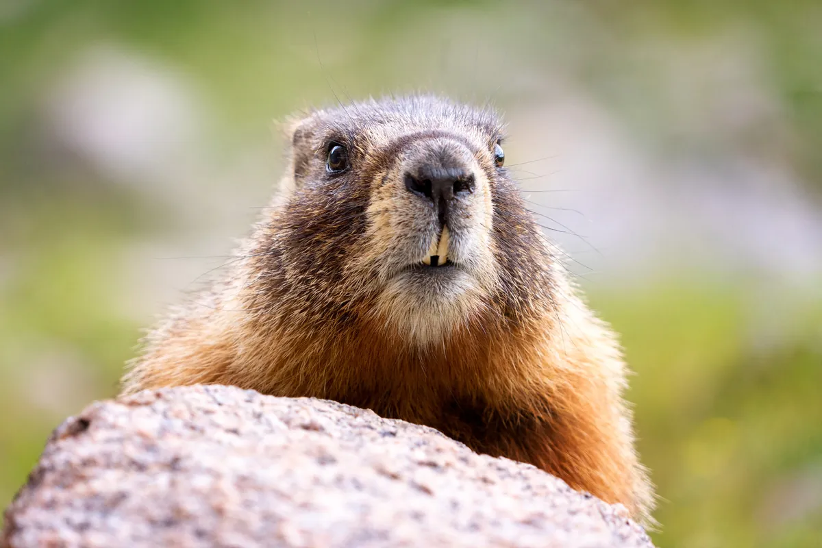 Marmot: fine art wild america photograph by J Grigg