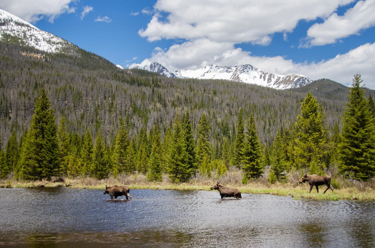 Moose Pond Crossing: fine art wild america photograph by J Grigg
