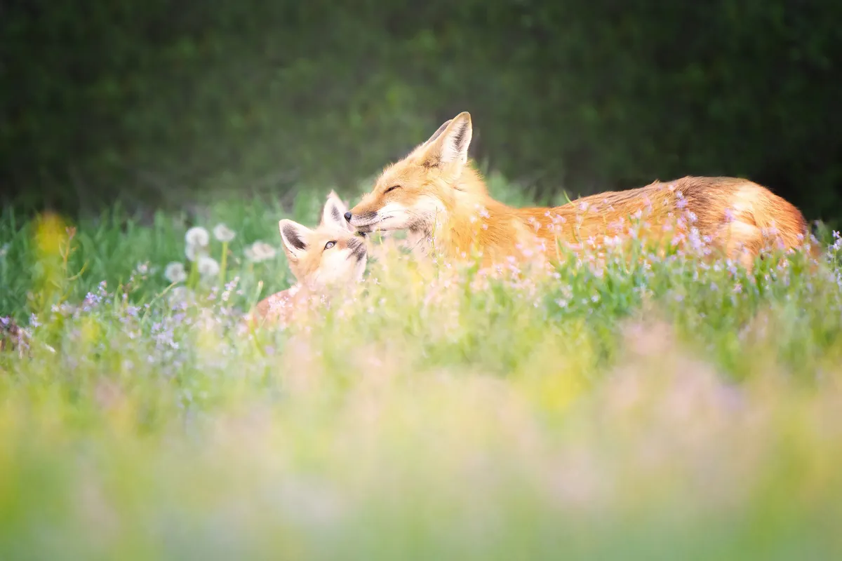 Mother Red Fox: fine art wild america photograph by J Grigg