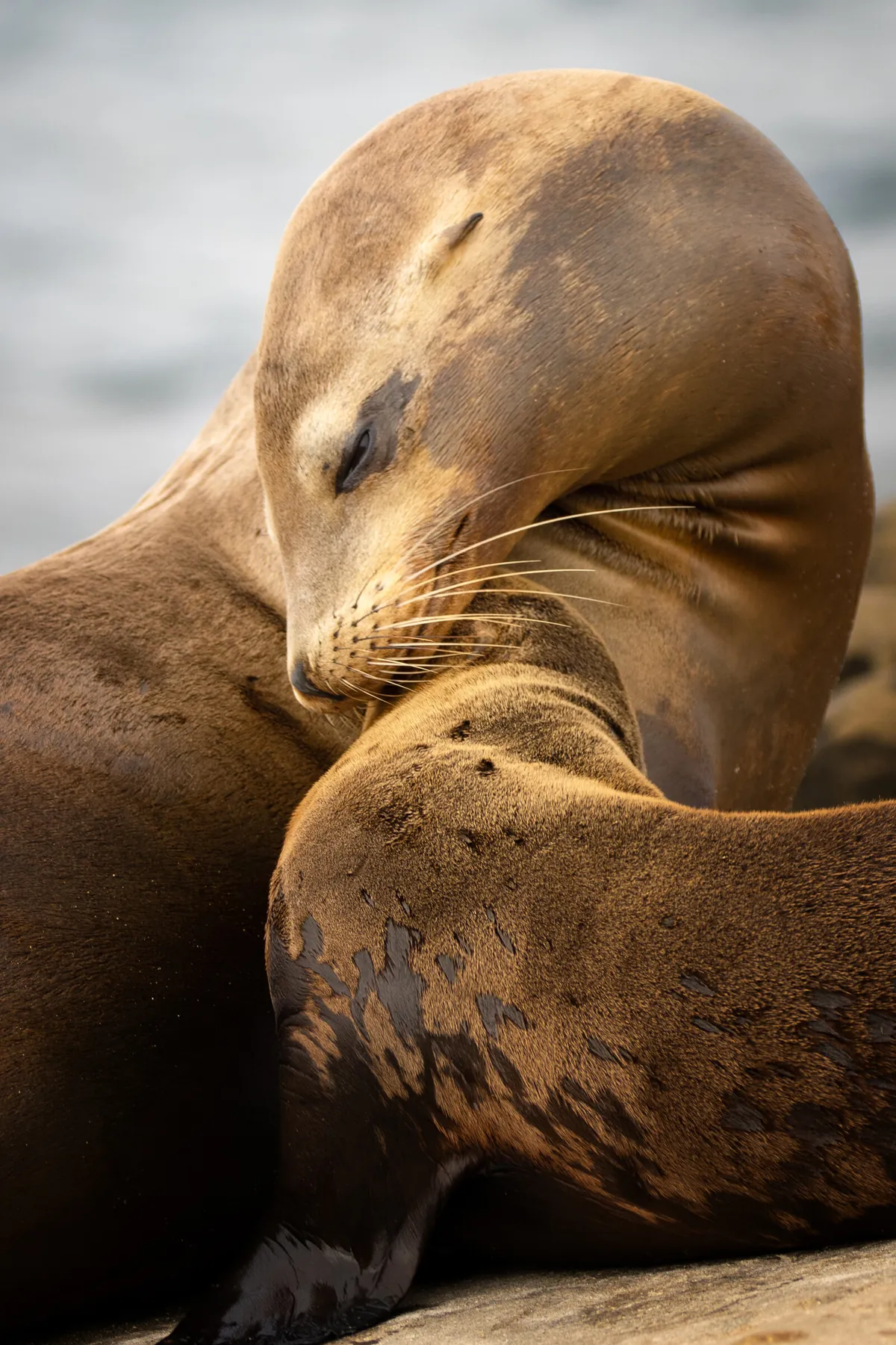Sea Lions: fine art wild america photograph by J Grigg