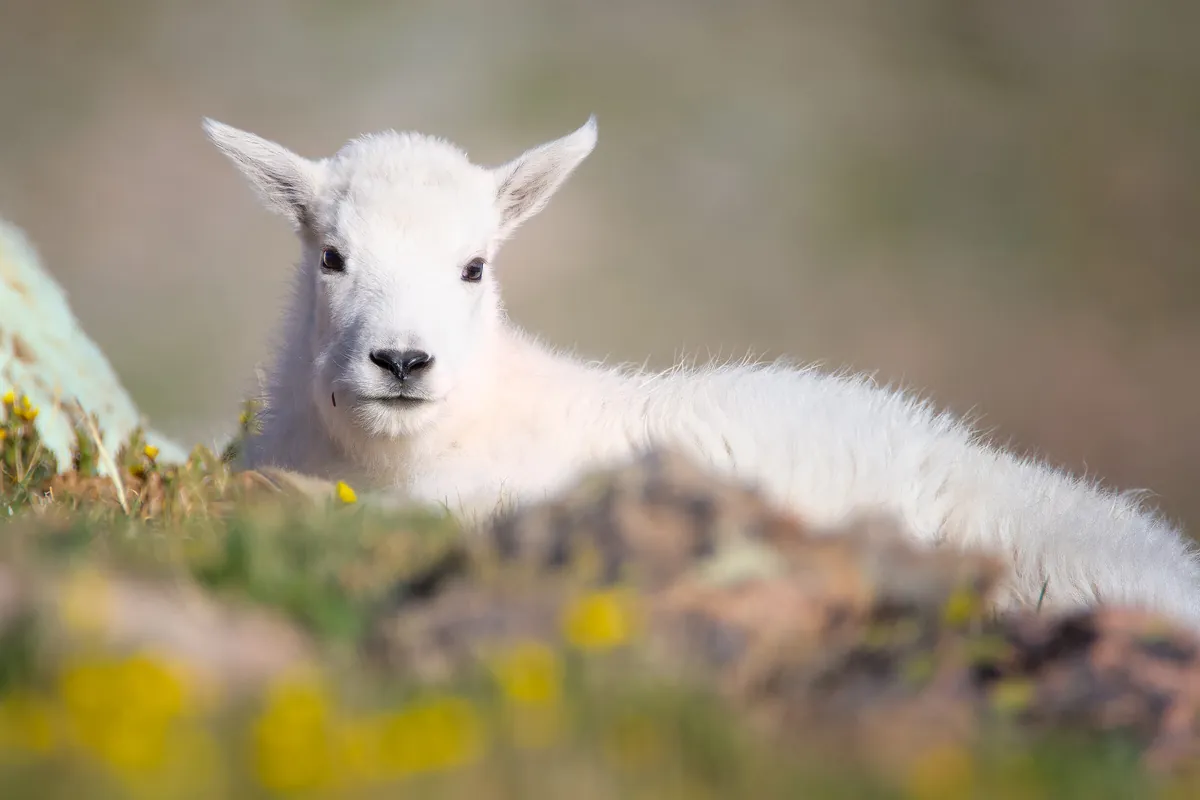 Mountain Goat Kid: fine art wild america photograph by J Grigg
