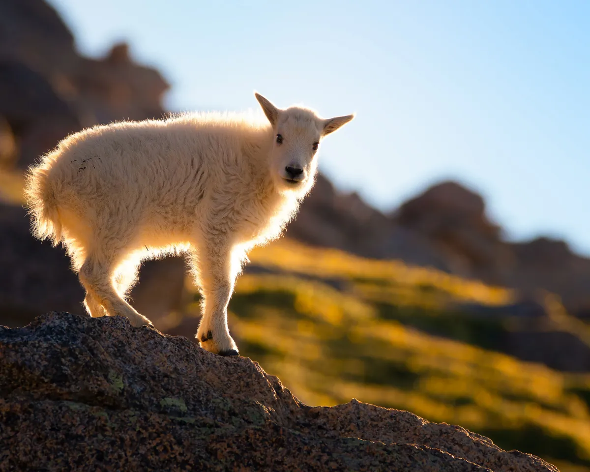 Mountain Goat Kid: fine art wild america photograph by J Grigg