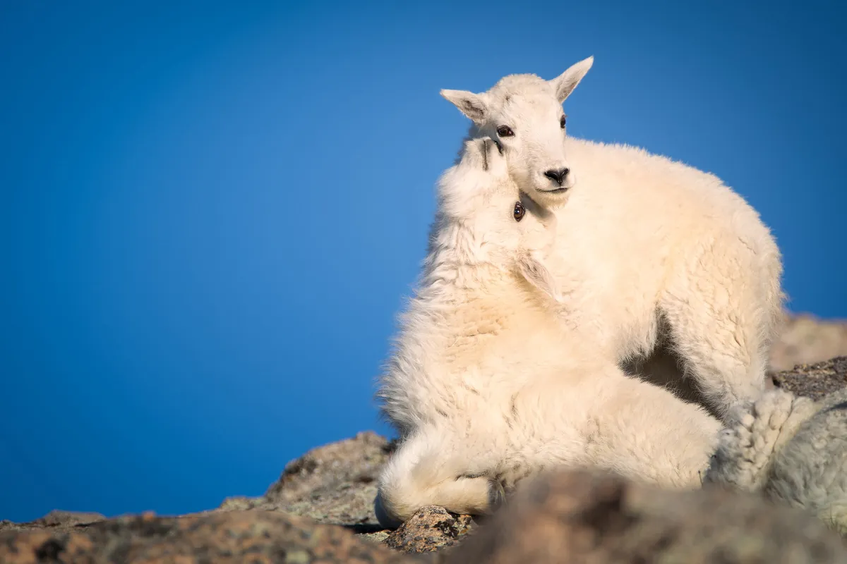 Mountain Goat Kids: fine art wild america photograph by J Grigg