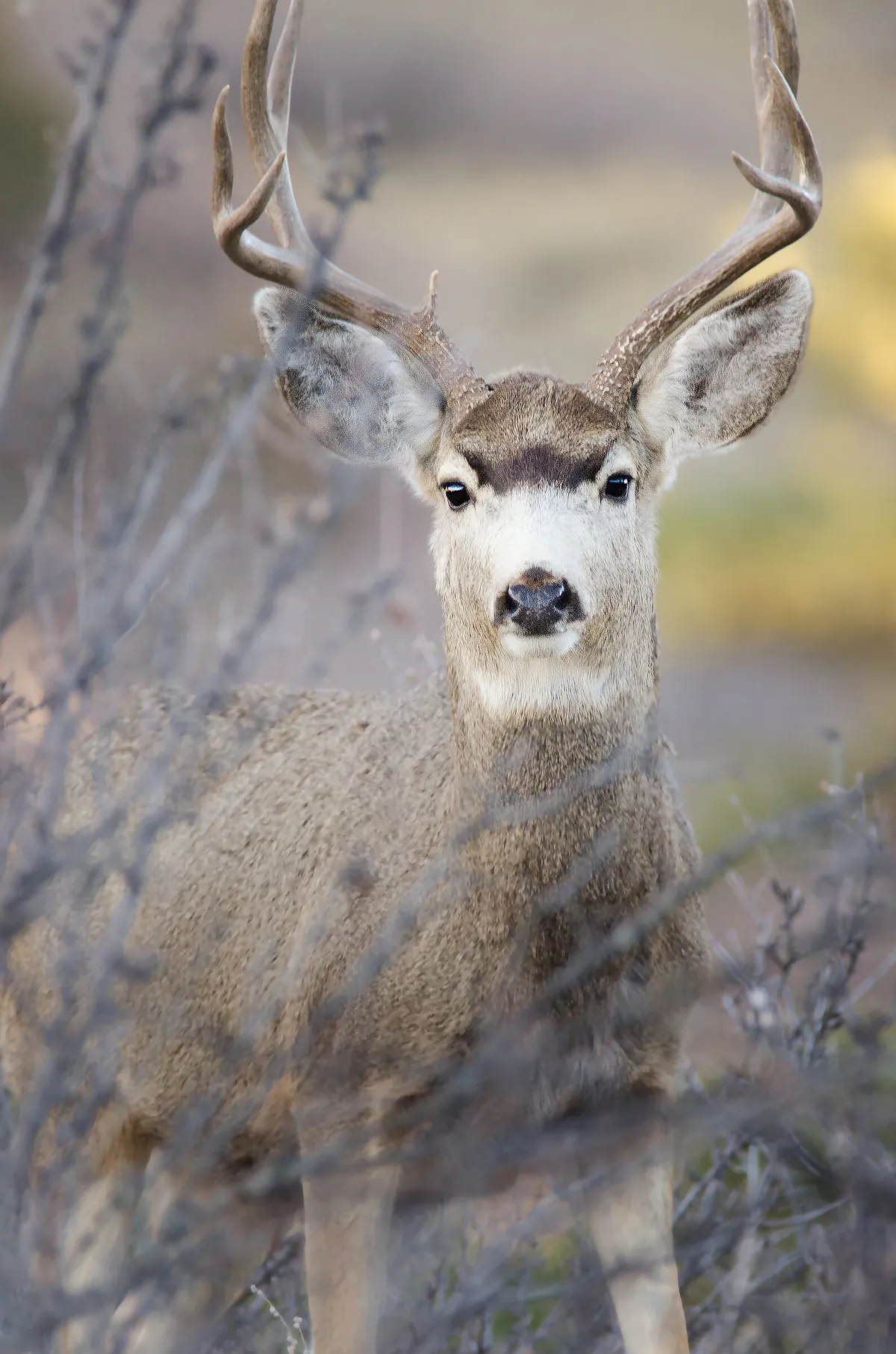 Mule Deer Buck: fine art wild america photograph by J Grigg
