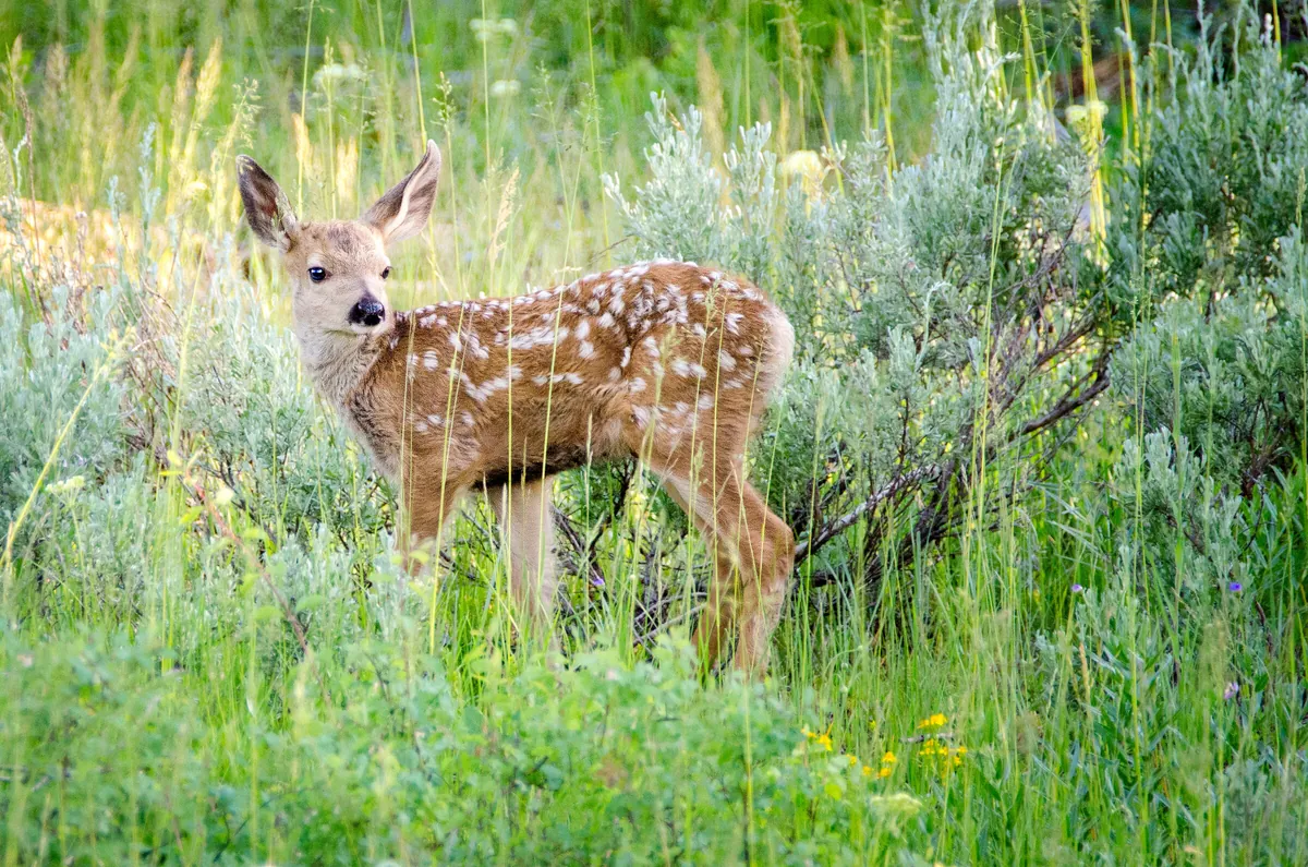 Mule Deer Fawn: fine art wild america photograph by J Grigg