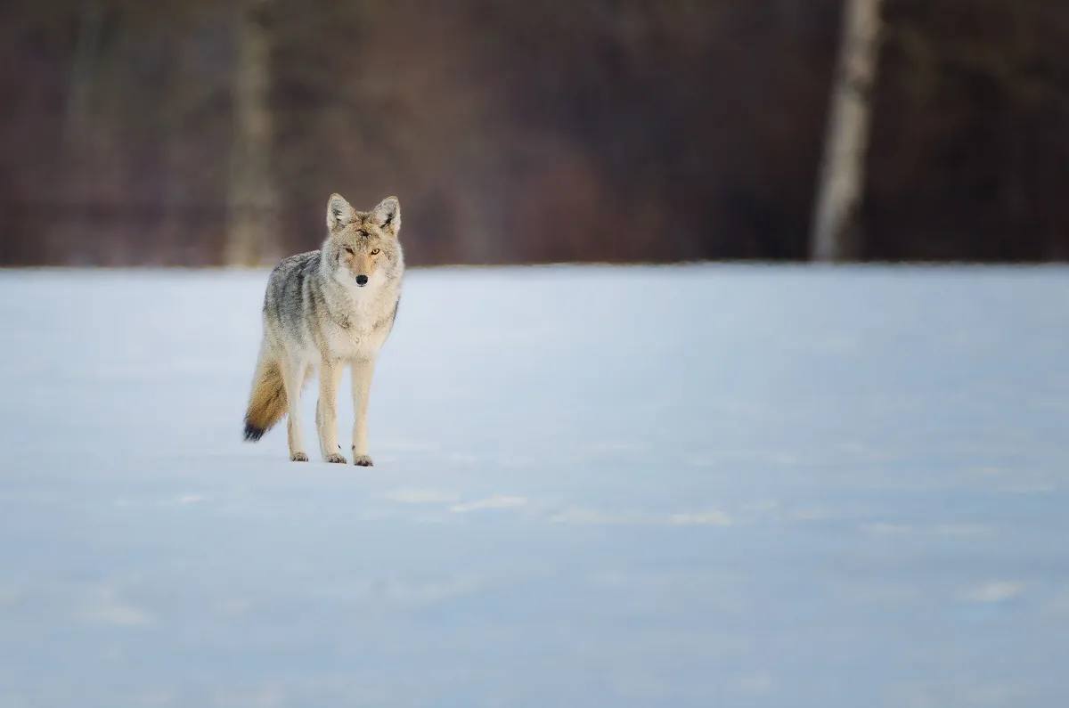 One Eyed Coyote: fine art wild america photograph by J Grigg