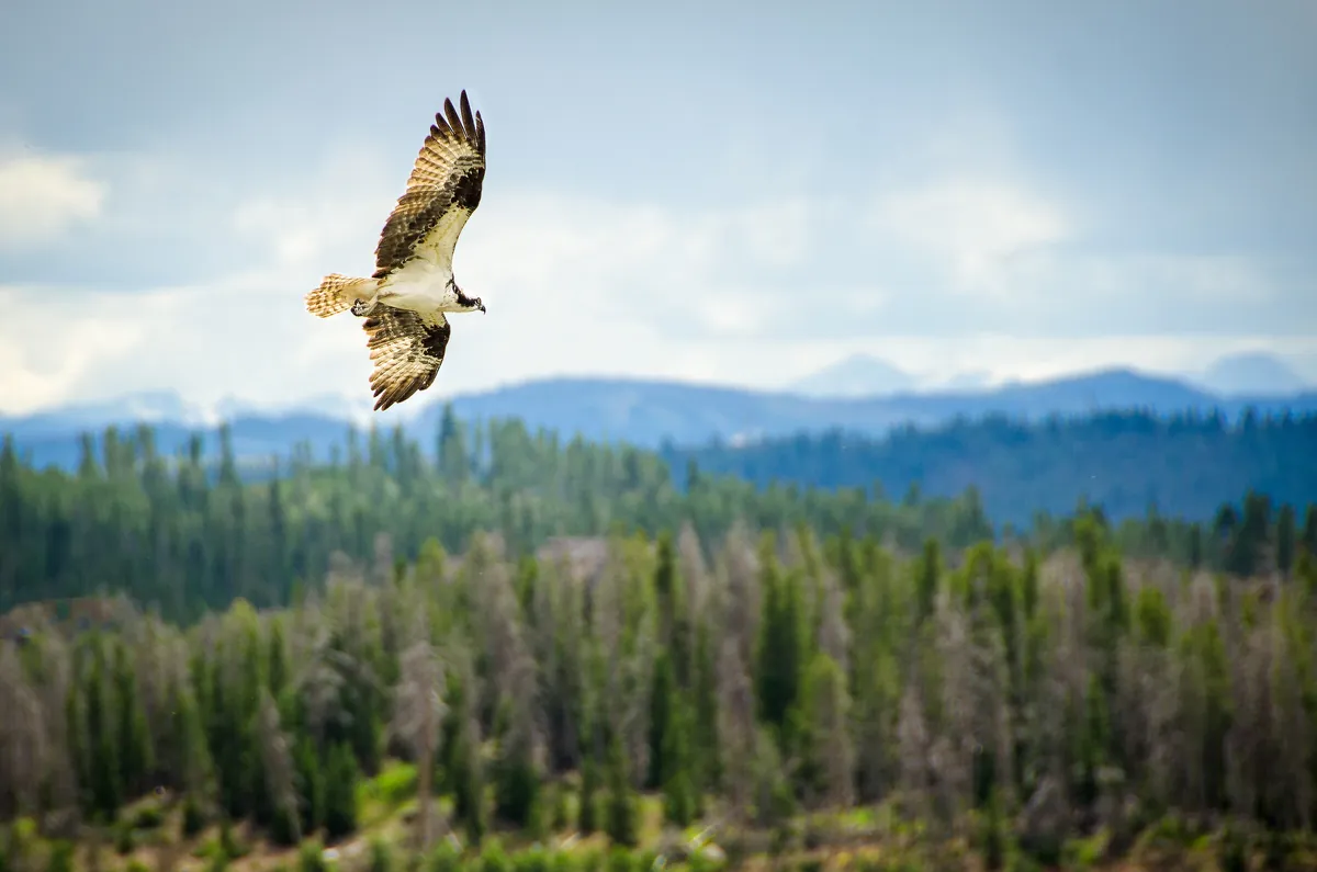 Osprey: fine art wild america photograph by J Grigg