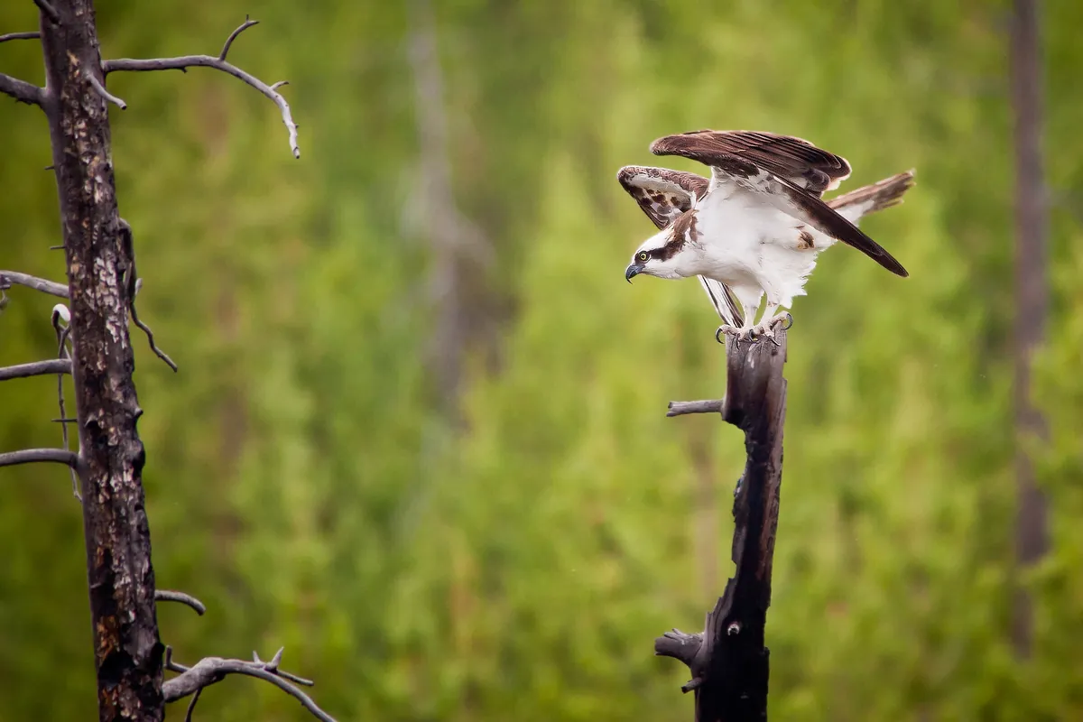Osprey: fine art wild america photograph by J Grigg