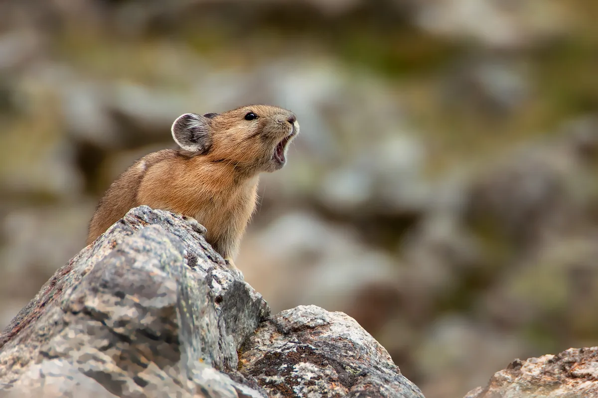 Pika: fine art wild america photograph by J Grigg