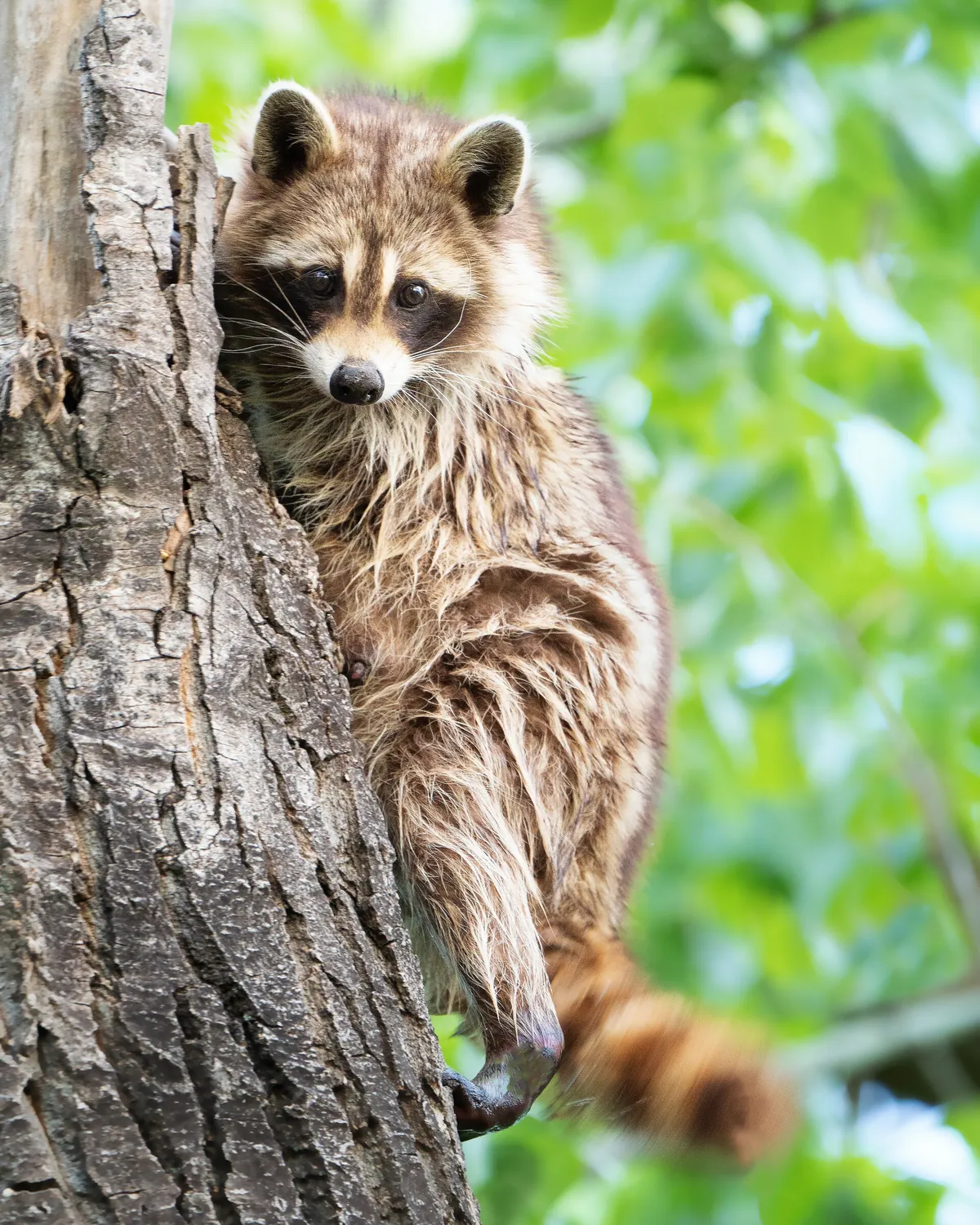 Raccoon: fine art wild america photograph by J Grigg