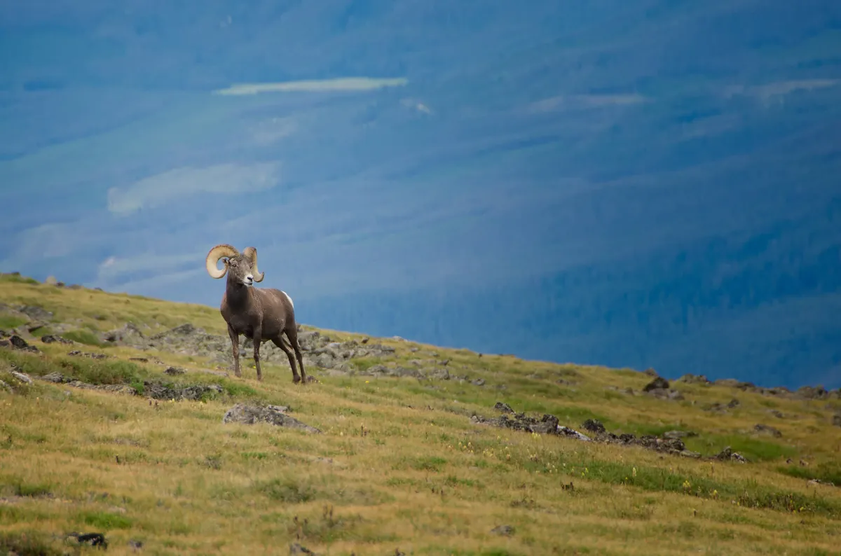 Big Horn Sheep: fine art wild america photograph by J Grigg
