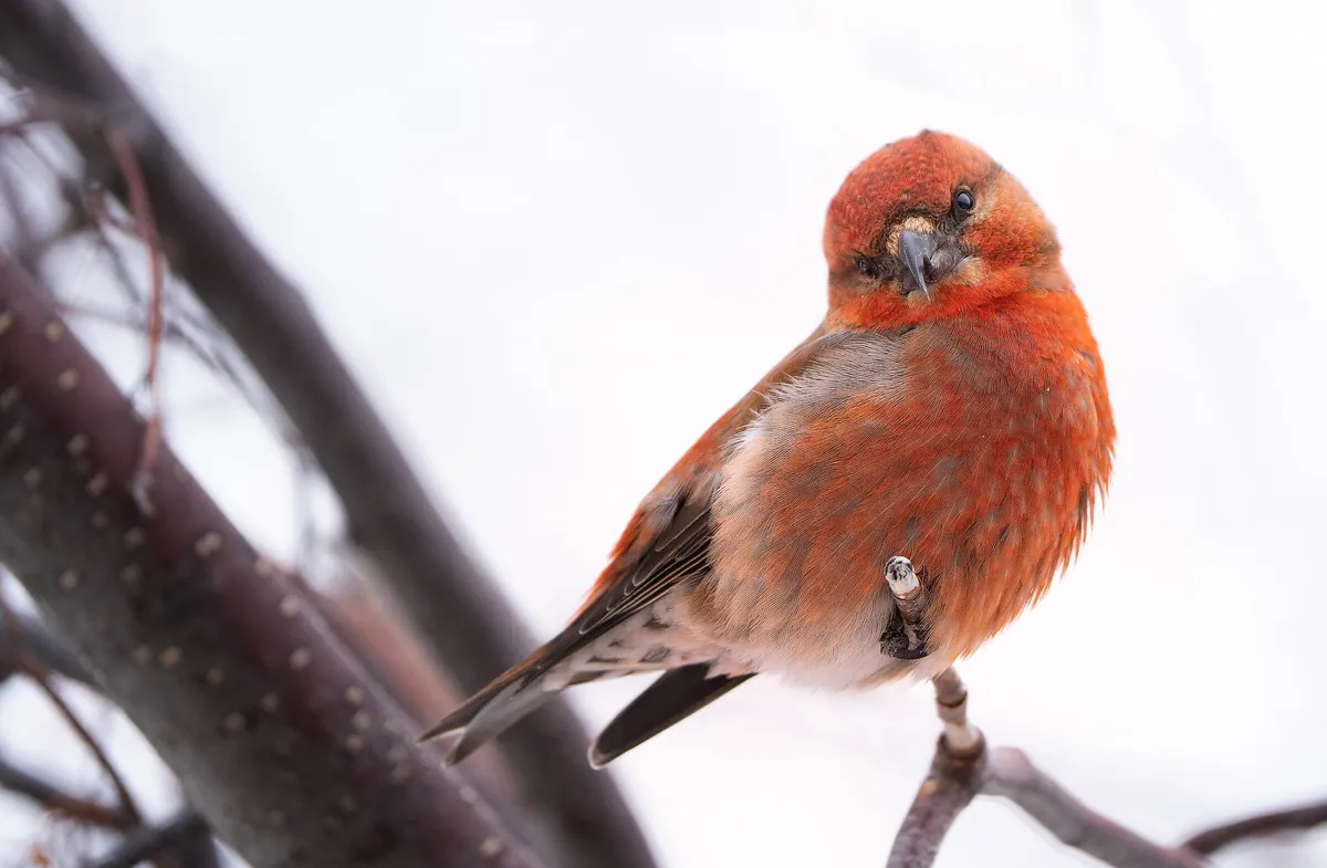 Red Crossbill: fine art wild america photograph by J Grigg