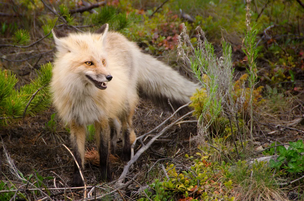 Red Fox: fine art wild america photograph by J Grigg