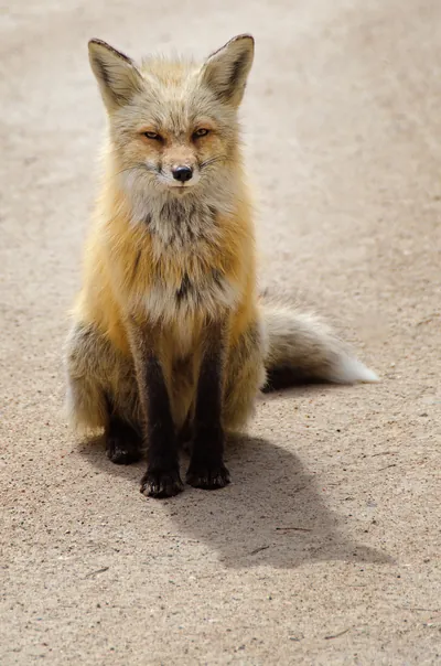 Red Fox: fine art wild america photograph by J Grigg