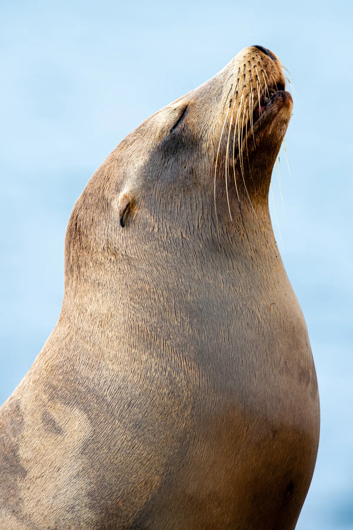 Sea Lion Portrait: fine art wild america photograph by J Grigg
