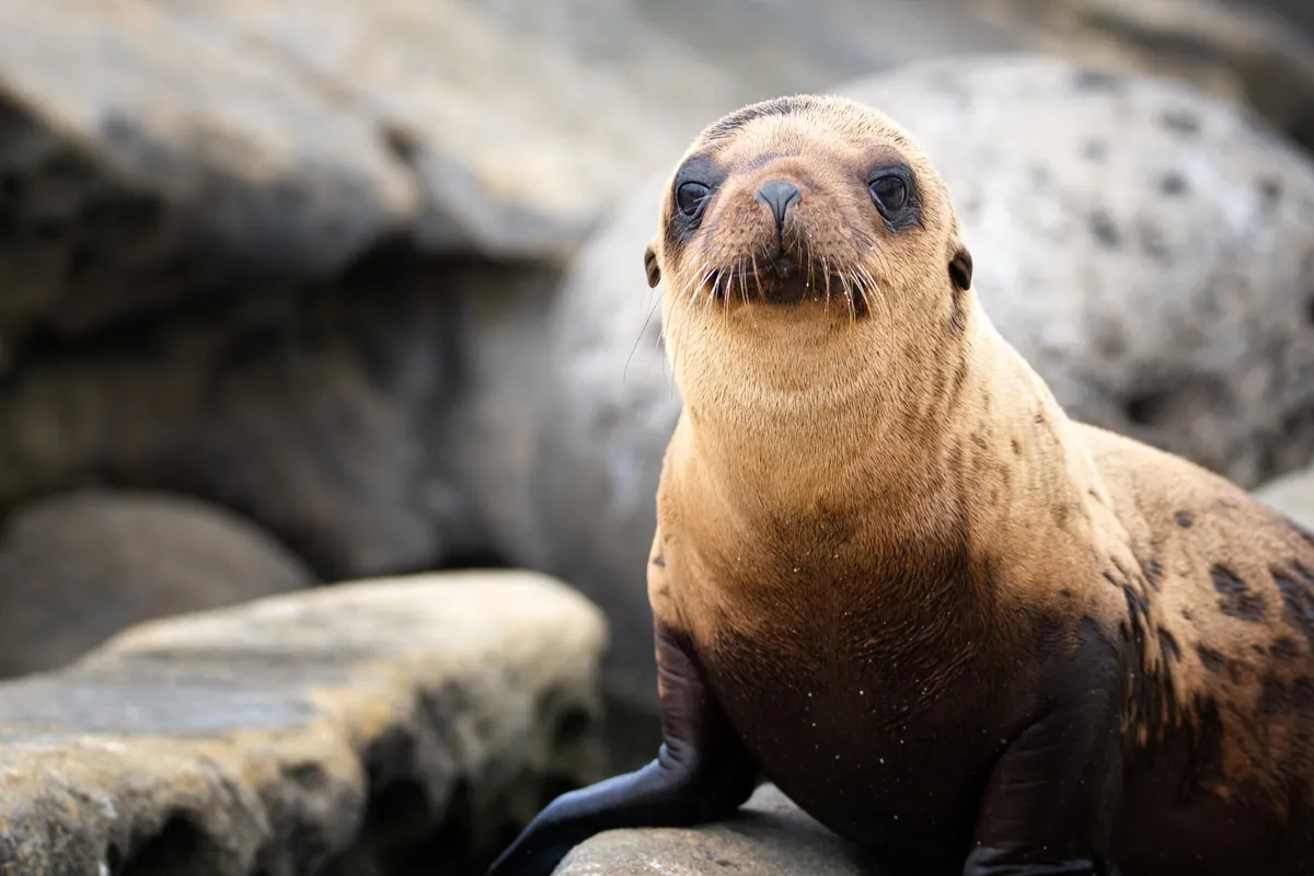 Sea Lion Pup: fine art wild america photograph by J Grigg