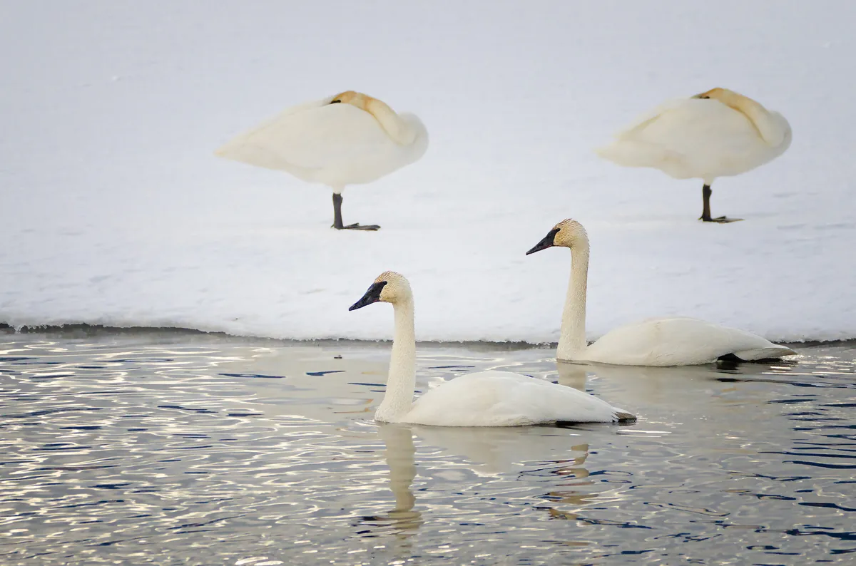 Trumpeter Swans: fine art wild america photograph by J Grigg