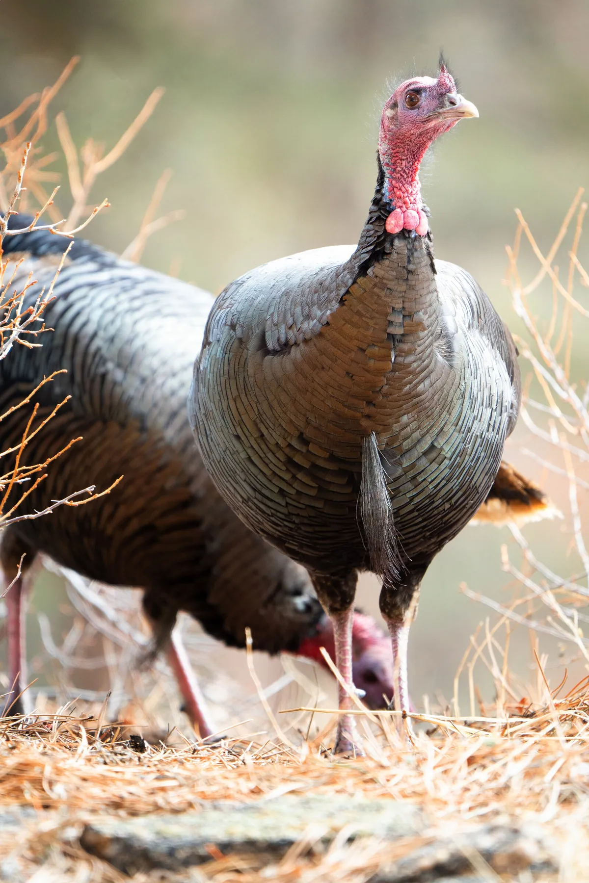 Turkey: fine art wild america photograph by J Grigg