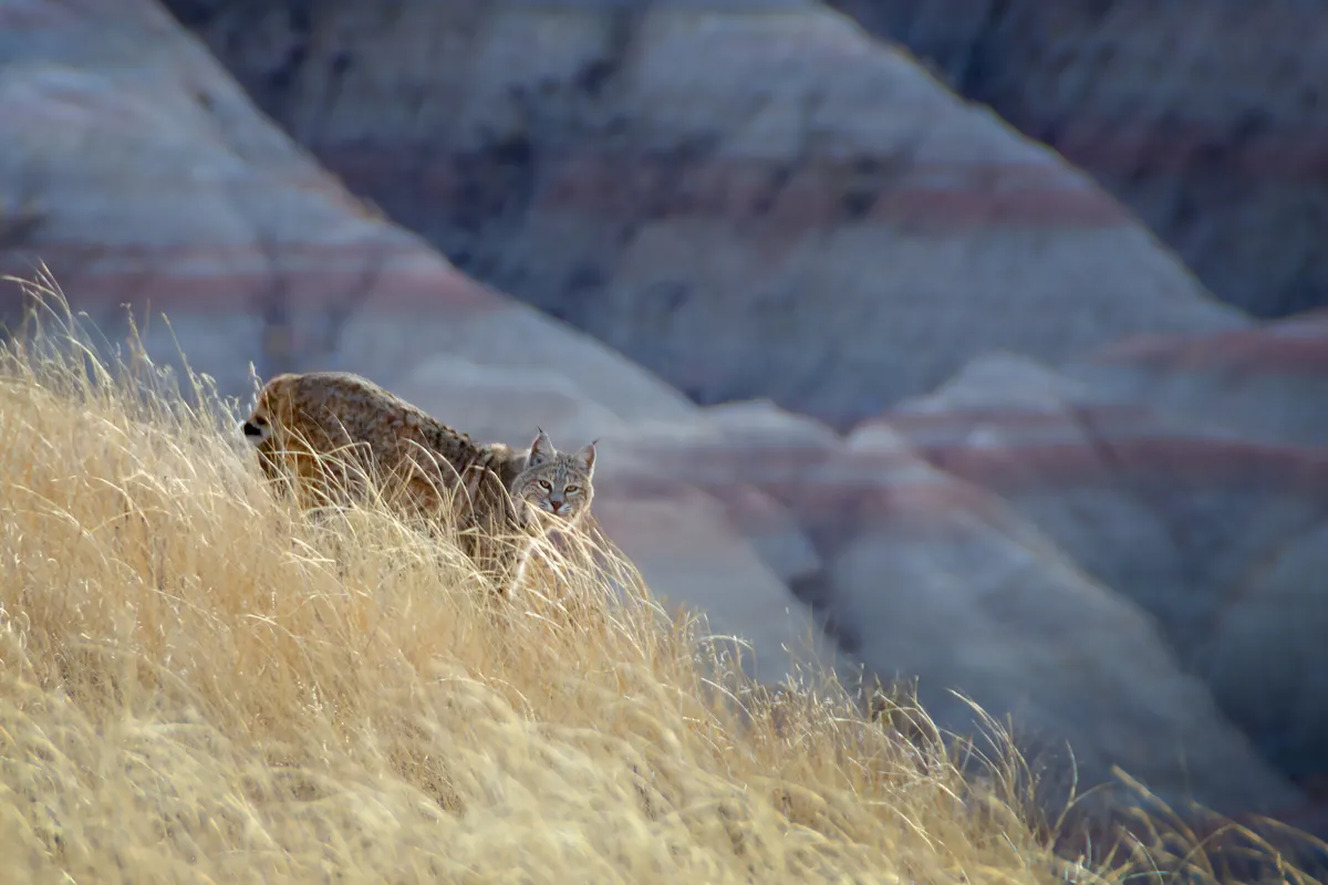 Badlands Bobcat: fine art wild america photograph by J Grigg