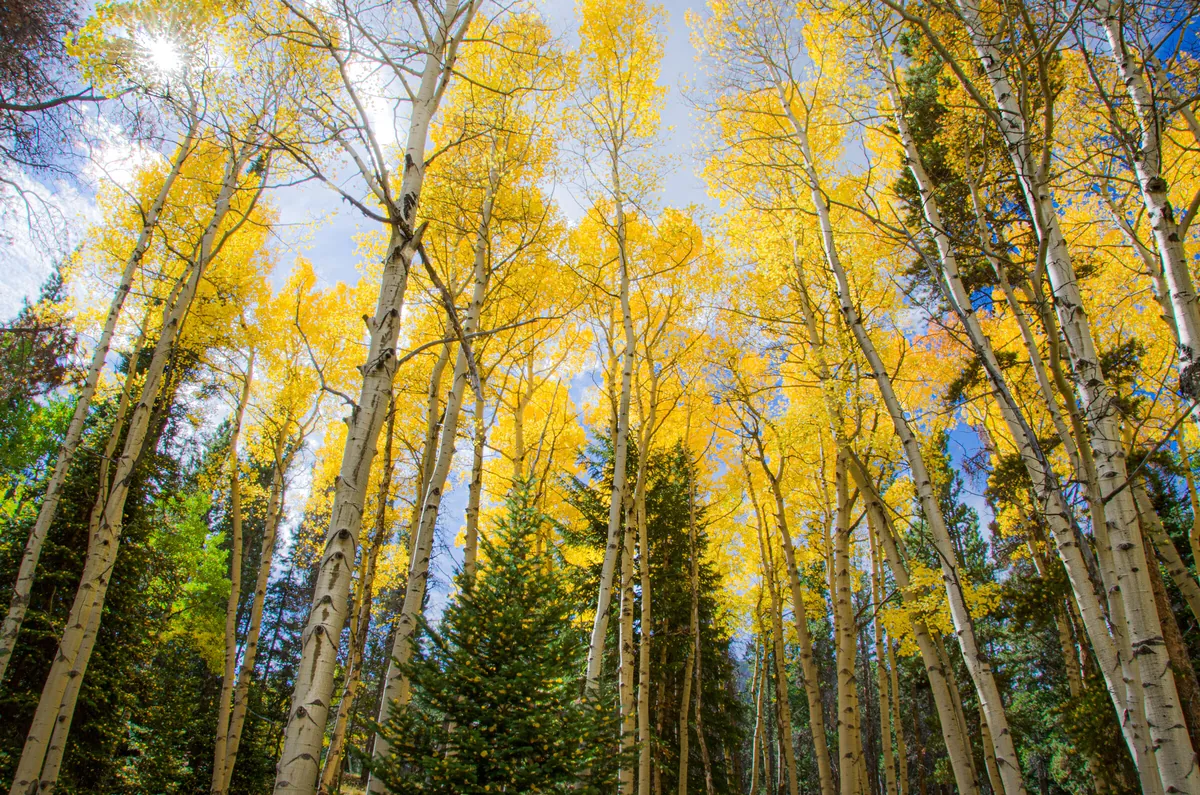 Horseshoe Park: fine art woodlands photograph by J Grigg